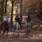 Southern Cross Guest Ranch