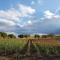 Podere Casanova & Wine Experience - Montepulciano