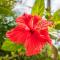 Résidence Villas Les Hibiscus