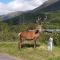 Etive Pod, West Highland Way Holidays