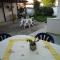 Athanasia inn II