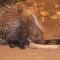 Bushvilla Umoja Kruger