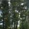 Poplar Creek