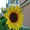 Studios Pantelis Corfu - Adults Only