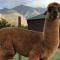 Alpaca Inn