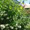 Apartmany u Lipno