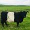 Bunnahabhain 5 - Farm Stay - Stunning sea and rural views - Stranraer