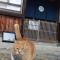 Guesthouse with Cat and Honeybee Kusachike - Minamiavadzsi