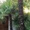 Palmera