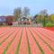 B&B Blossom - Lisse