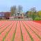 B&B Blossom