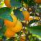 Apartamentos Flor da Laranja, Albufeira by AlgarveBlossom