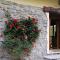 COTTAGE ROSE