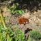Blue & Green Apartments , Dassia - Corfu 1&2-3&4