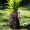 Les Bananes Vertes Ecolodges