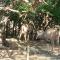 Marloth Wild Fig