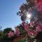 Chez Laurette photo 14