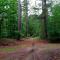 Retro Relax Resort midden in het bos op de Veluwe in Putten - 皮滕