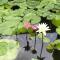 Royal Thai Villa Phuket - SHA Extra Plus
