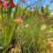 Apartaments Chenin Blanc-Priorat-