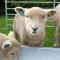 The Wriggly Tin & Baa Spa at Tregoose Old Mill
