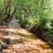 Cascade Mountain Stream