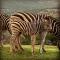 Jbay Zebra Lodge