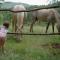 Tmbin's barn - nature, horses, family - Sežana