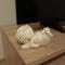 Astoria Central Appartement 10 minutes to downtown - 维也纳