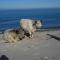 cottage close to Hasmark beach 150m