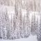 Fasching Haus 410 - Aspen