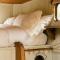 Abbeyfield Horsebox Glamping