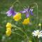 Appartements Blumenwiese