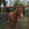 Casa do Moinho Rural campo e praia , 9 pessoas, animais benvindos - Espinho