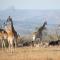 Fugitives Drift Lodge - Rorkeʼs Drift