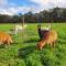 Kerriley Park FarmStay - Yelverton