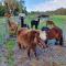 Kerriley Park FarmStay - Yelverton