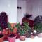 Riverside Guest house Mashkhur
