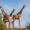 Wildehondekloof Game Lodge