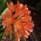 Dove's Nest Guest House - Kempton Park