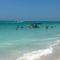 Anna Maria Island Beach Palms 7A