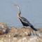 Thour Nature Resorts - Jawai Leopard Safari Camp