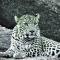 Thour Nature Resorts - Jawai Leopard Safari Camp