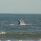 Kaiha (Witsand, Western Cape)