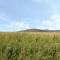 Hafod-y-Gors