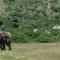 HillsNek Safari Camp – Amakhala Game Reserve