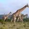 Pumba Private Game Reserve - Yarrow