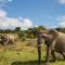 Pumba Private Game Reserve - Грейамстаун