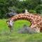 Pumba Private Game Reserve - Грейамстаун