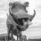 Pumba Private Game Reserve - Yarrow